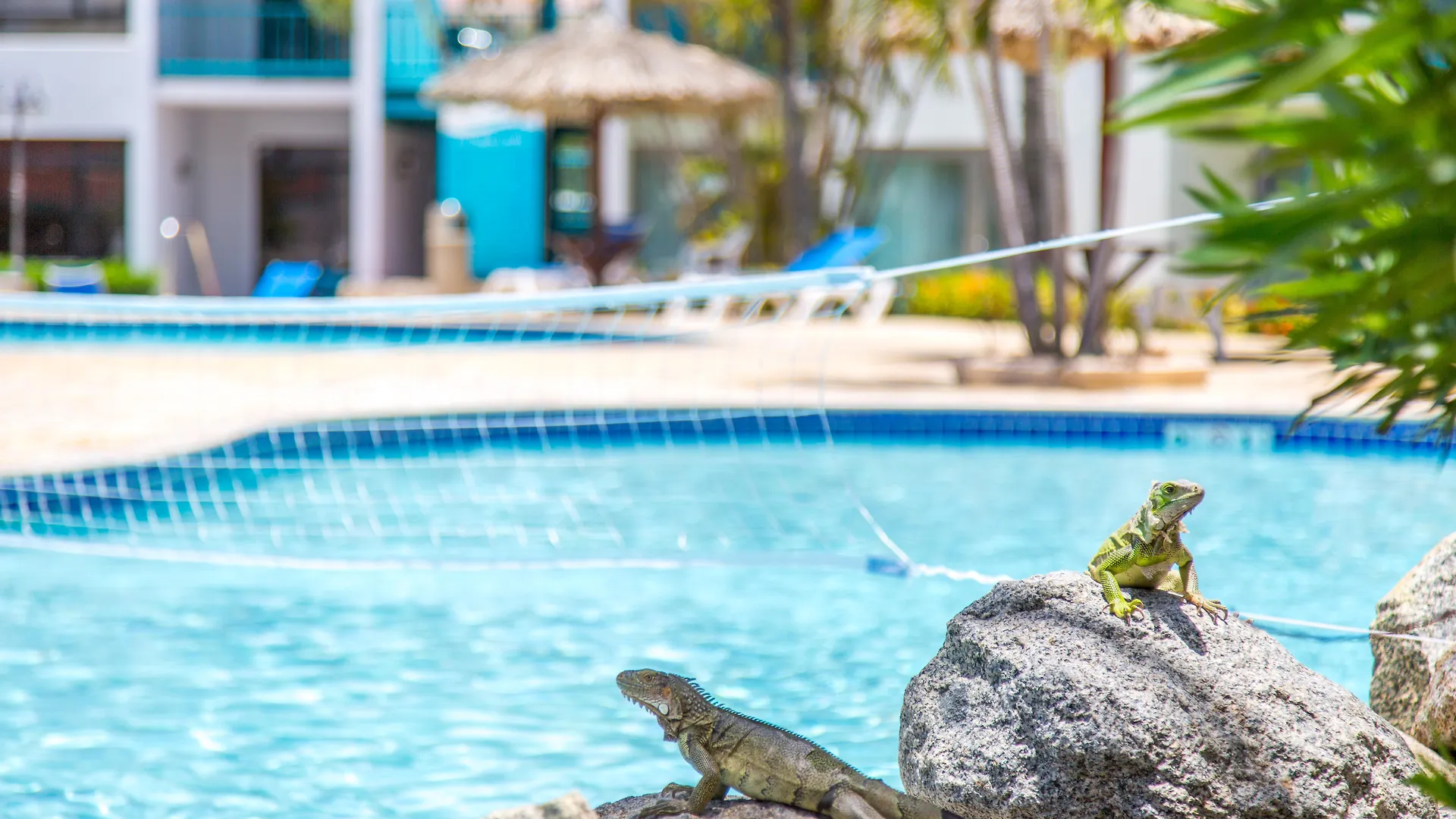 Courtyard By Marriott Aruba Resort Palm Beach